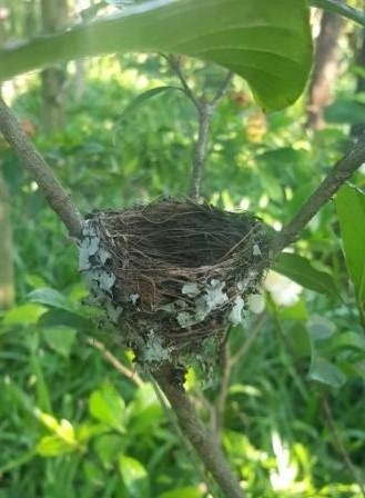 Empty nest of African paradise fly catcher
