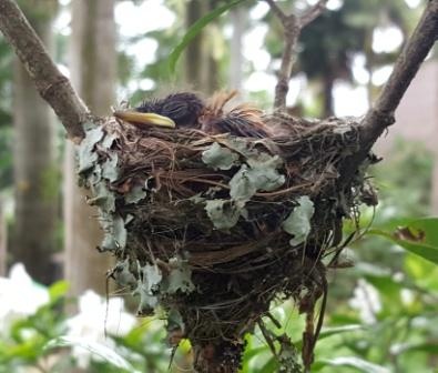 Paradise flycatcher chicks in the nest