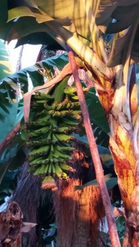 Banana bunches are heavy and the plant needs support