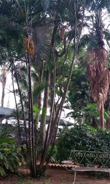 Bamboo palm (Hamaedorea elegans) at Nabana Lodge
