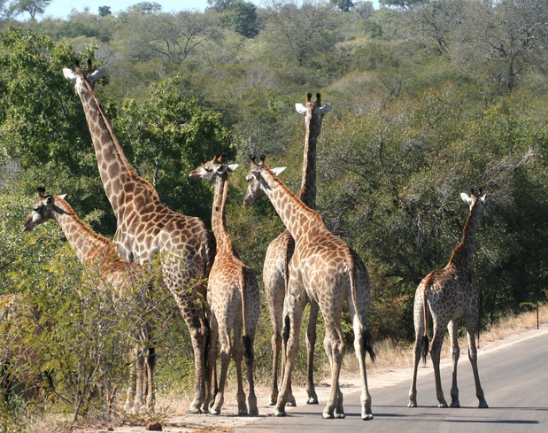 Tower of giraffe, Kruger National Park, Nabana Lodge, Phabeni gate, Hazyview