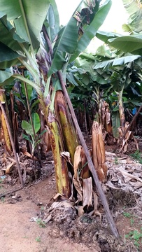 Banana plant with olders stems removed