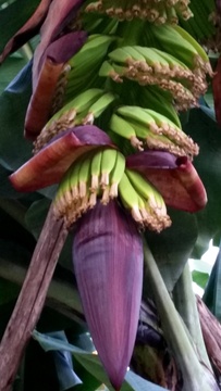 Baby banana bunches exposed as the flower leaf curls away