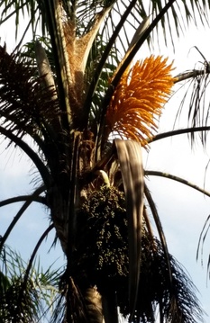 Flower and seed clusters of Syagrus romanzoffiana (Queen Palm) at Nabana Lodge