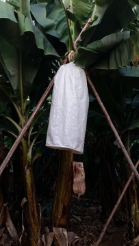 White bag on Banana bunch in plantation in Kiepersol near Nabana Lodge