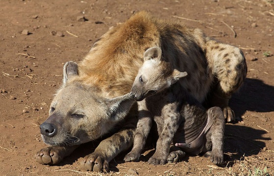 Hyena with cub in Kruger National Park near Nabana Lodge