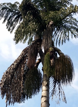 Fruit and floresence of Caryota gigas (Giant Fishtail Palm) at Nabana Lodge