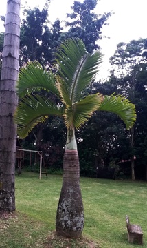 Hyophorbe lagenicaulis or Bottle Palm on the critically endangered list in the wild