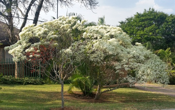 White poinsettia in flower in June near Nabana Lodge - Hazyview