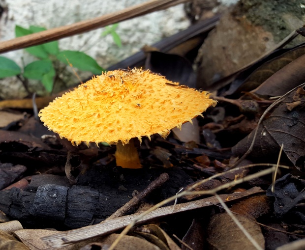 Mushroom - Kingdom of Fungi - found in garden at Nabana Lodge on the Panoramam route