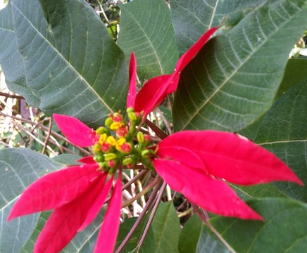 Euphorbia pulcherrima or Christmas flower