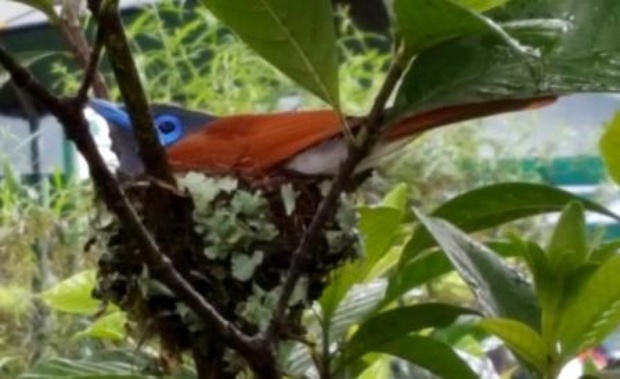 African paradise flycatcher - Terpsiphone viridis - in the garden at Nabana Lodge